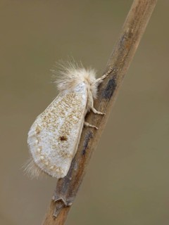 Notodontidae
