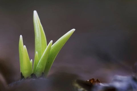 Endymion hyacinth