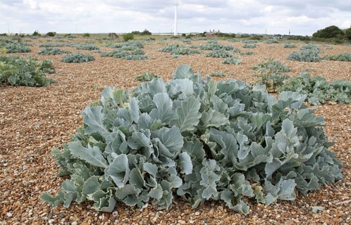 Sea Kale