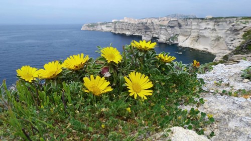 Flowering gold coin plant