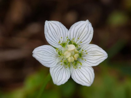 Marsh heartleaf