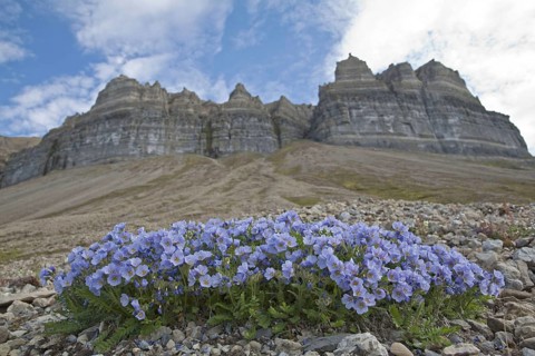 Boreal Jacob's Ladder