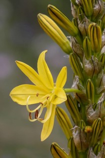 Yellow Asphodel