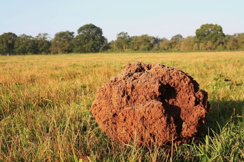 Giant giant puffball