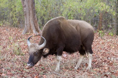 Gaur