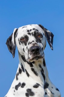 Dalmatian