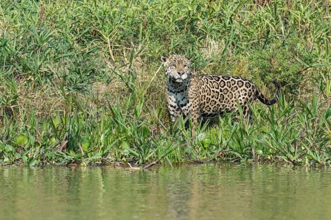 Male jaguar