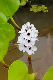 Common water hyacinth