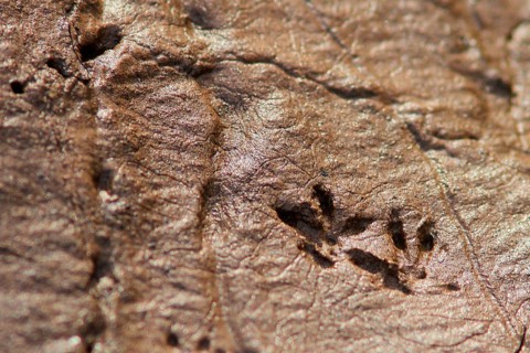 Rat track on the shore