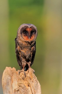 Sao Tome Barn Owl