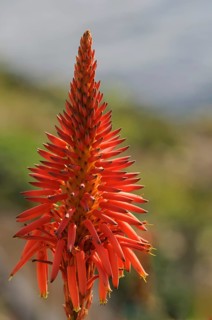 Krantz aloe