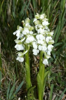 Small orchid