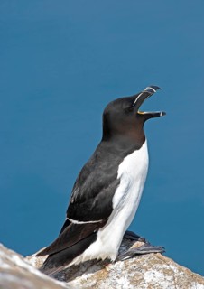Razorbill