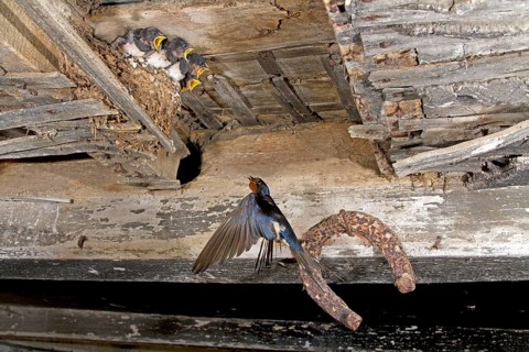 Barn Swallow