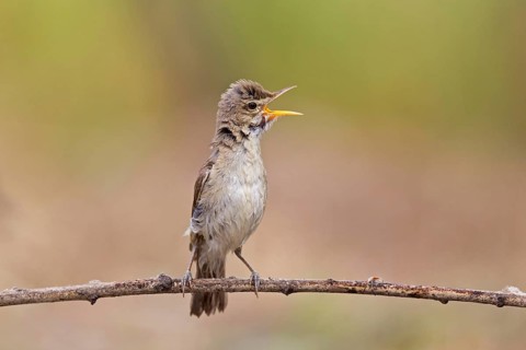 Eastern eastern olivaceous warbler