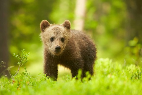 European brown bear