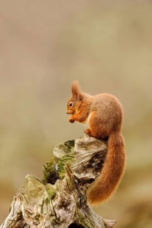 Adult Eurasian red eurasian red squirrel