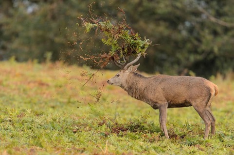 Red Deer