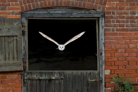 Common barn owl