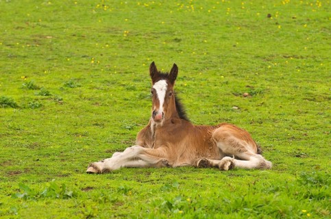 Shire Horse