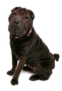 Domestic Dog