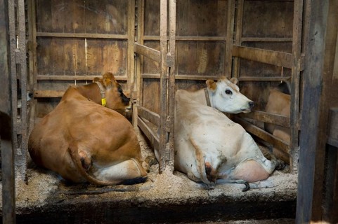 Domestic cattle