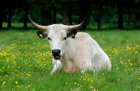 White Park Cattle