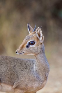 Guenther's dik-dik