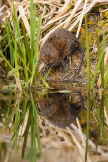 Eastern vole