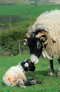 Domestic Sheep