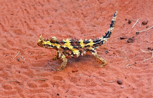Thorny devil
