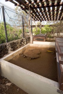 Testudo elephantopus porteri porteri porteri