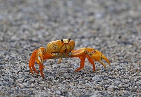Black zombie crab