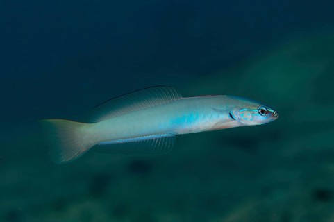Pearl Dartfish