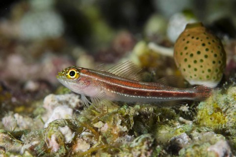 Striped Triplefin