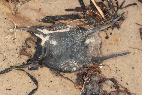 Thornback Ray