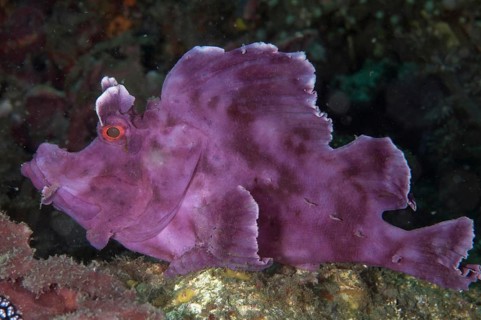 Paddle-flap Scorpionfish