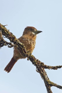 Barred Puffbird