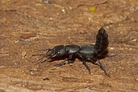 Staphylinus olens