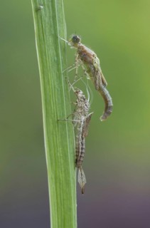 Early damselfly