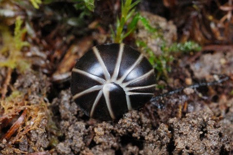 Common Pill Millipede