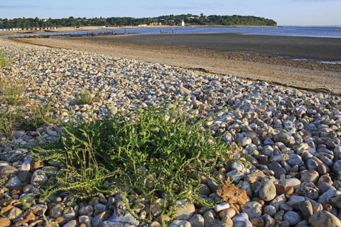 Sea Beet