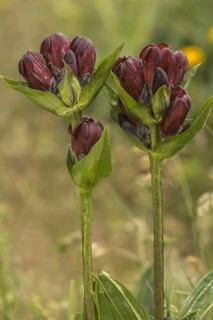 Flowering purple gentian