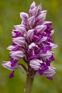 Military military orchid