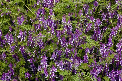 Flowering hairy vetch