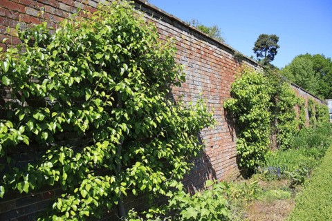 Common Pear