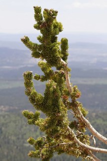 Great basin bristlecone pine