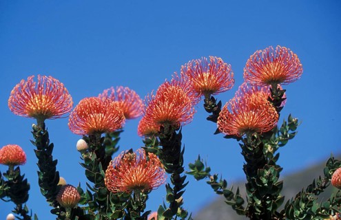 Pincushion Protea
