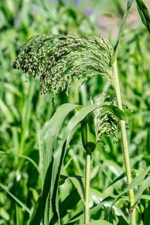 Proso millet