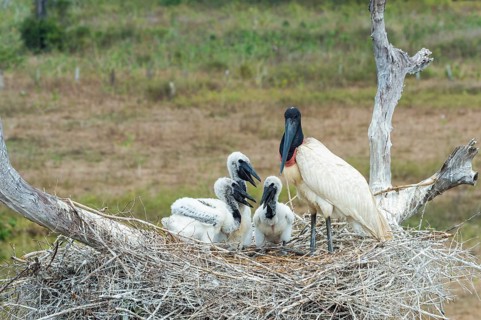 Jabiru